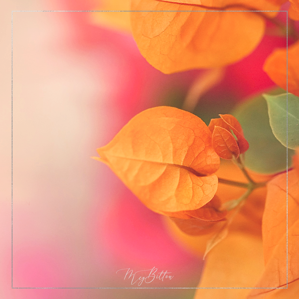 Magical Nature Color Action - Meg Bitton Productions