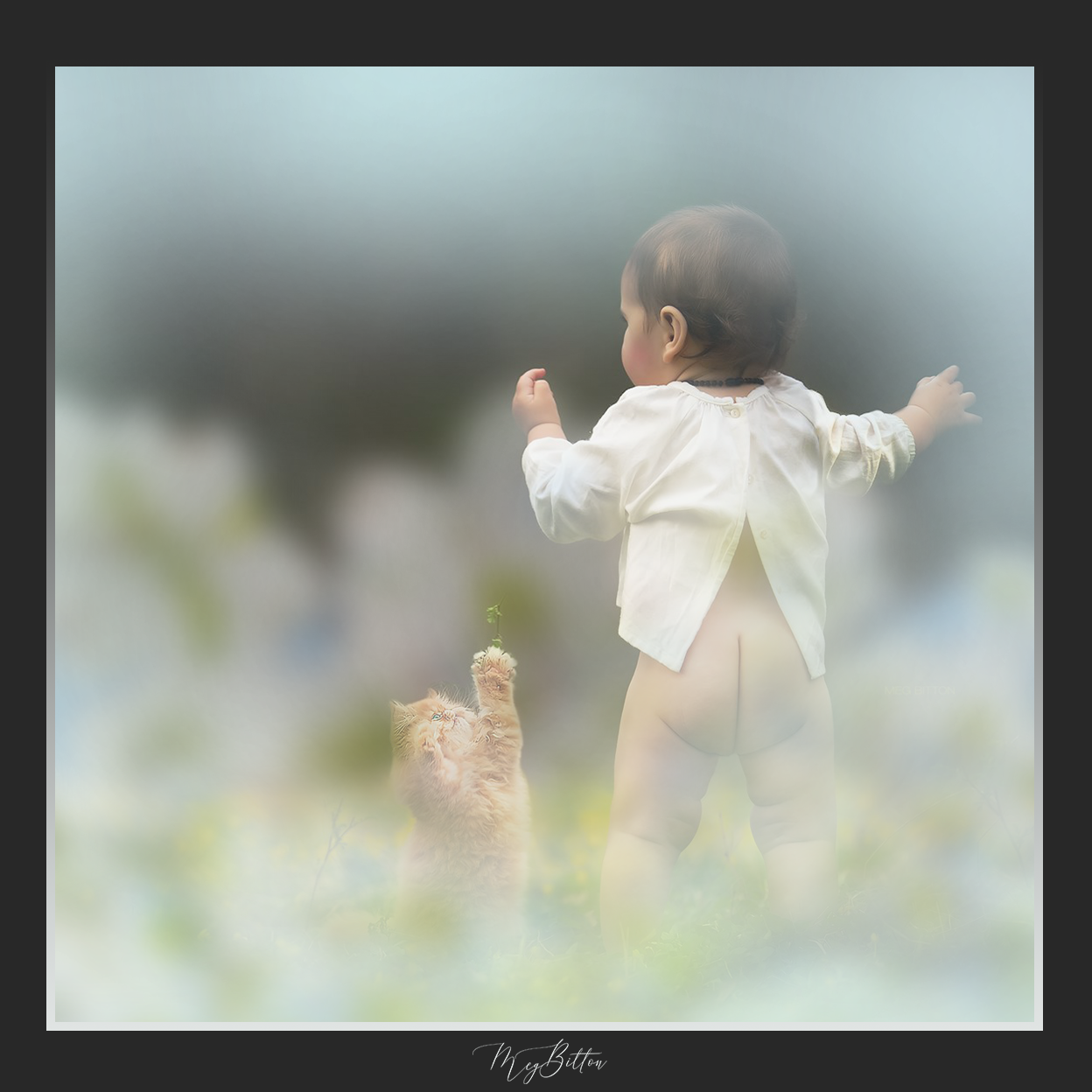 Magical Shoot Through - Dogwood Blooms - Meg Bitton Productions