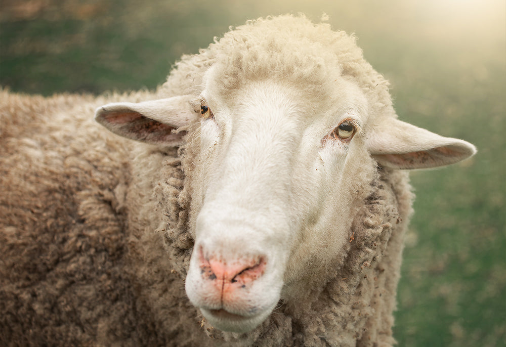 Five Minute Edit: What Fence - Meg Bitton Productions