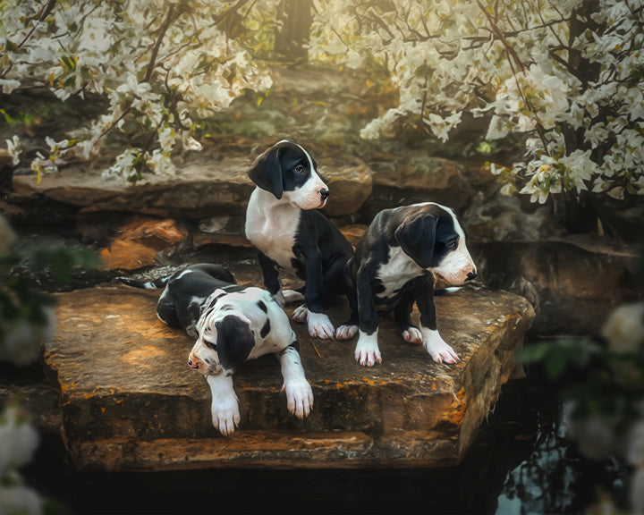 Pups of Summer - Meg Bitton Productions