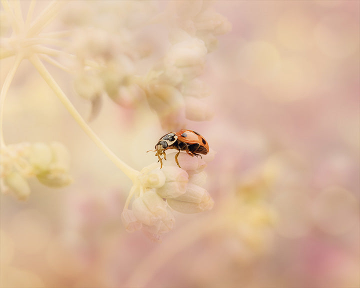 Ladybug Dream