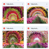 Tulip Arch Background Bundle
