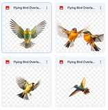 Magical Flying Bird Overlays