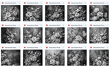 Ultimate Monochrome Floral Portrait Background Bundle - Meg Bitton Productions