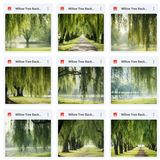 Ultimate Willow Tree Background Bundle