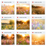 Ultimate Golden Hour Wildflowers Background Bundle