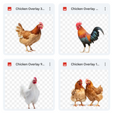 Magical Chicken Overlays