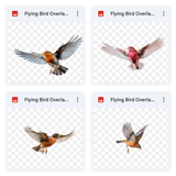 Magical Flying Bird Overlays