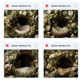 Easter Newborn Basket Background Bundle