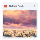 Daffodil Fields Background Bundle