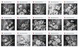 Ultimate Monochrome Floral Portrait Background Bundle - Meg Bitton Productions