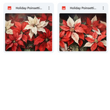 Magical Holiday Poinsettia Textures