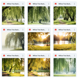 Ultimate Willow Tree Background Bundle