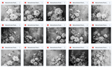 Ultimate Monochrome Floral Portrait Background Bundle - Meg Bitton Productions