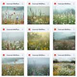 Ultimate Overcast Meadows Background Bundle