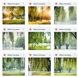 Ultimate Willow Tree Background Bundle