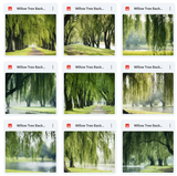 Ultimate Willow Tree Background Bundle