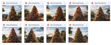 Warm Christmas Background Bundle - Meg Bitton Productions