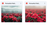 Ultimate Poinsettia Field Background Bundle