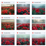 Ultimate Poinsettia Field Background Bundle