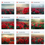 Ultimate Poinsettia Field Background Bundle