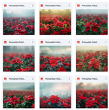 Ultimate Poinsettia Field Background Bundle