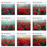 Ultimate Poinsettia Field Background Bundle