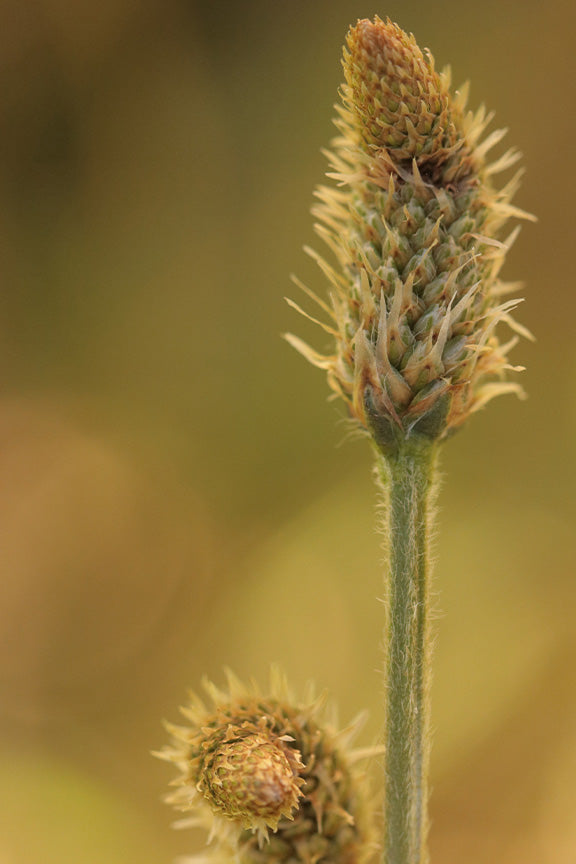 Fall Floral Macro - Meg Bitton Productions