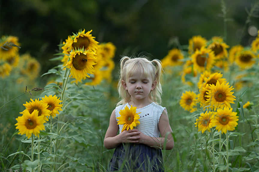 Golden Sunflowers - Meg Bitton Productions