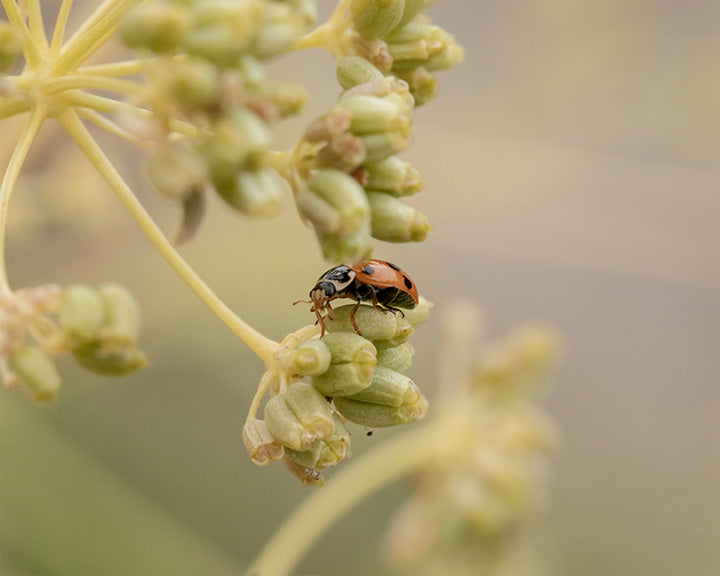 Ladybug Dream - Meg Bitton Productions