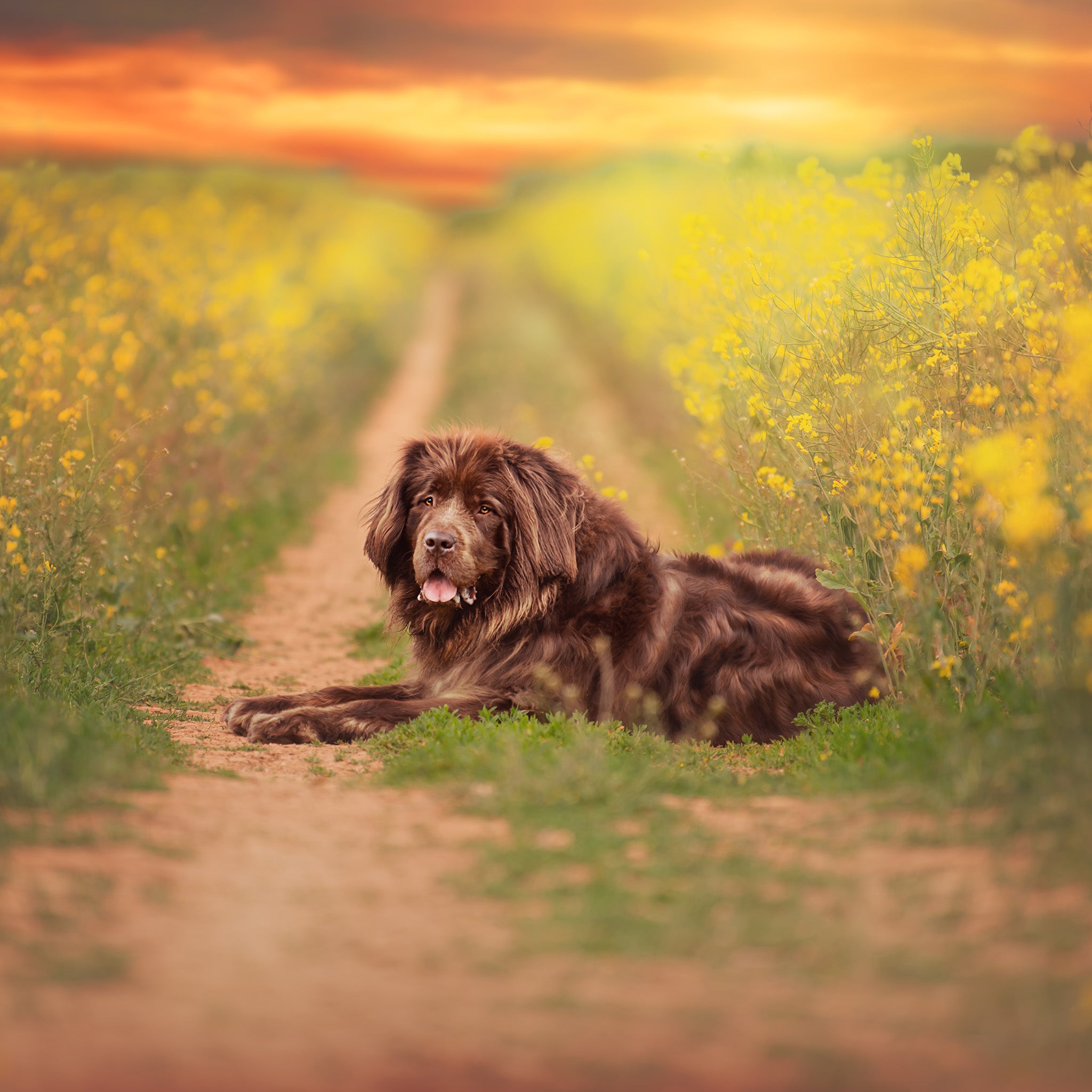 Field Pup