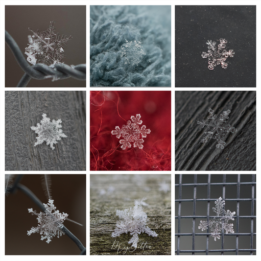 Fundamentals of Photographing Snowflakes - Meg Bitton Productions
