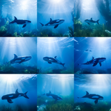 Dreamy Orca Digital Background Bundle - Meg Bitton Productions