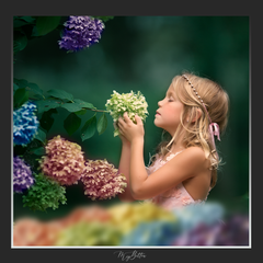 Magical Shoot Through - Rainbow Hydrangeas Window Flowerbox - Meg Bitton Productions