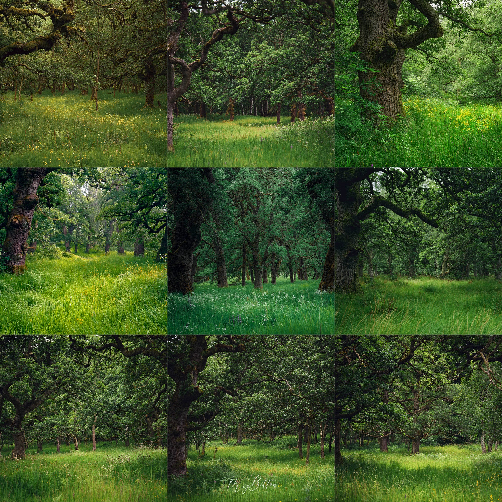 Sherwood Forest Background Bundle