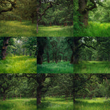 Sherwood Forest Background Bundle