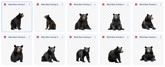 Magical Digital Overlay: Black Bears - Meg Bitton Productions