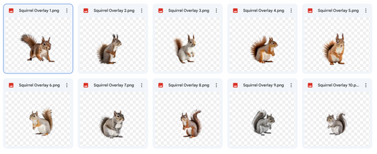 Magical Digital Overlays: Squirrels - Meg Bitton Productions