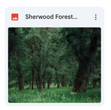 Sherwood Forest Background Bundle