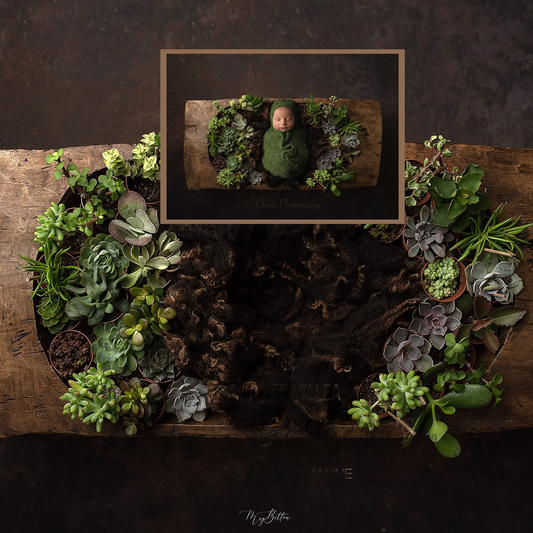 Digital Background: Simple Succulents - Meg Bitton Productions