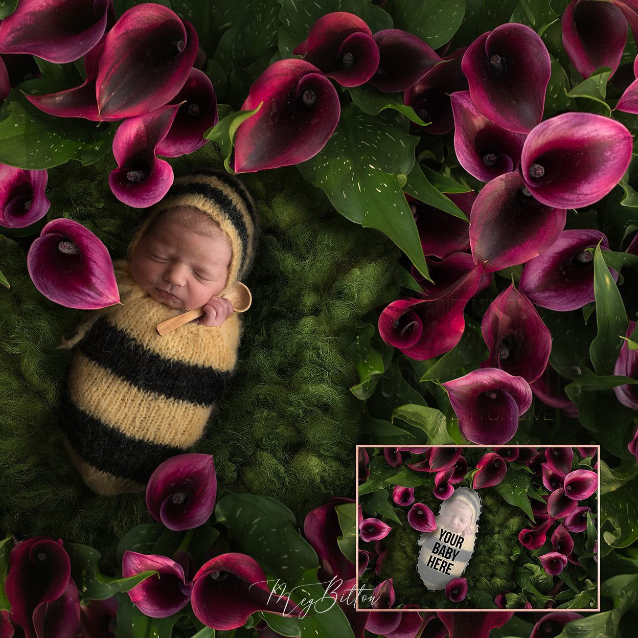 Newborn Kit: Tulips - Meg Bitton Productions