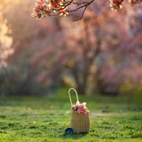 Digital Background: Backlit Cherry Blossom - Meg Bitton Productions