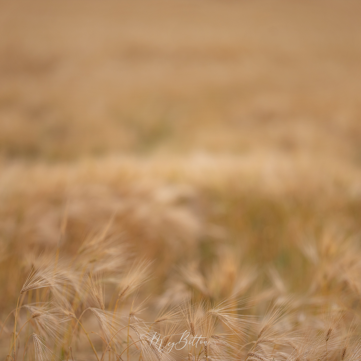 Digital Background: Beautiful Wheat - Meg Bitton Productions