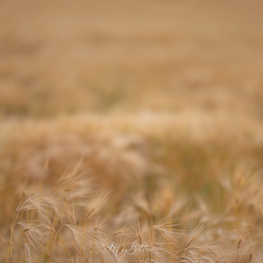 Digital Background: Beautiful Wheat - Meg Bitton Productions