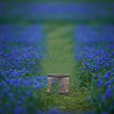 Digital Background: Bluebonnet Path - Meg Bitton Productions