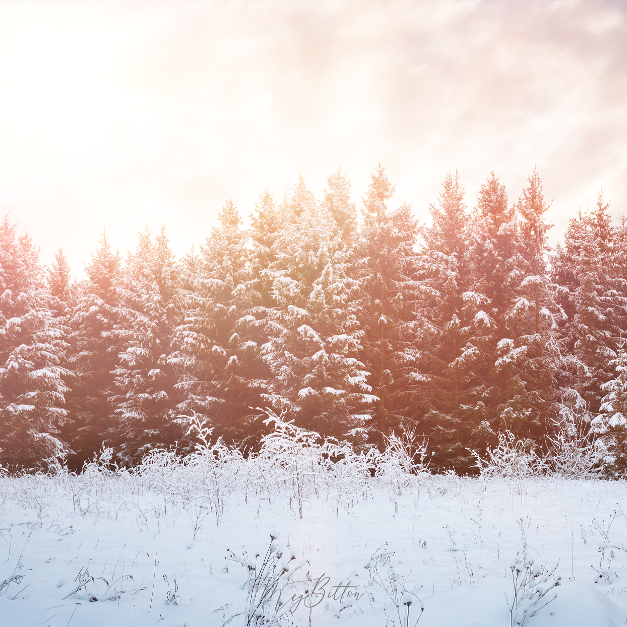 Digital Background: Bright Winter Morning