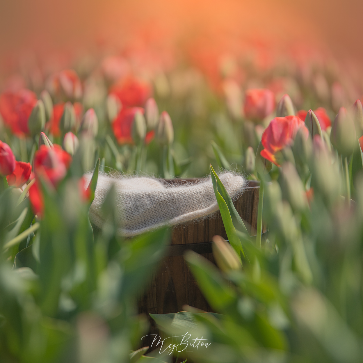 Digital Background: Bucket in Tulips - Meg Bitton Productions