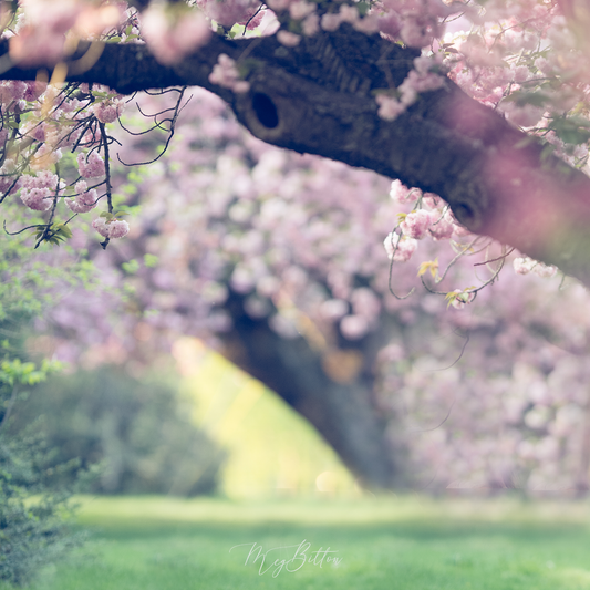 Digital Background: Cherry Blossom - Meg Bitton Productions