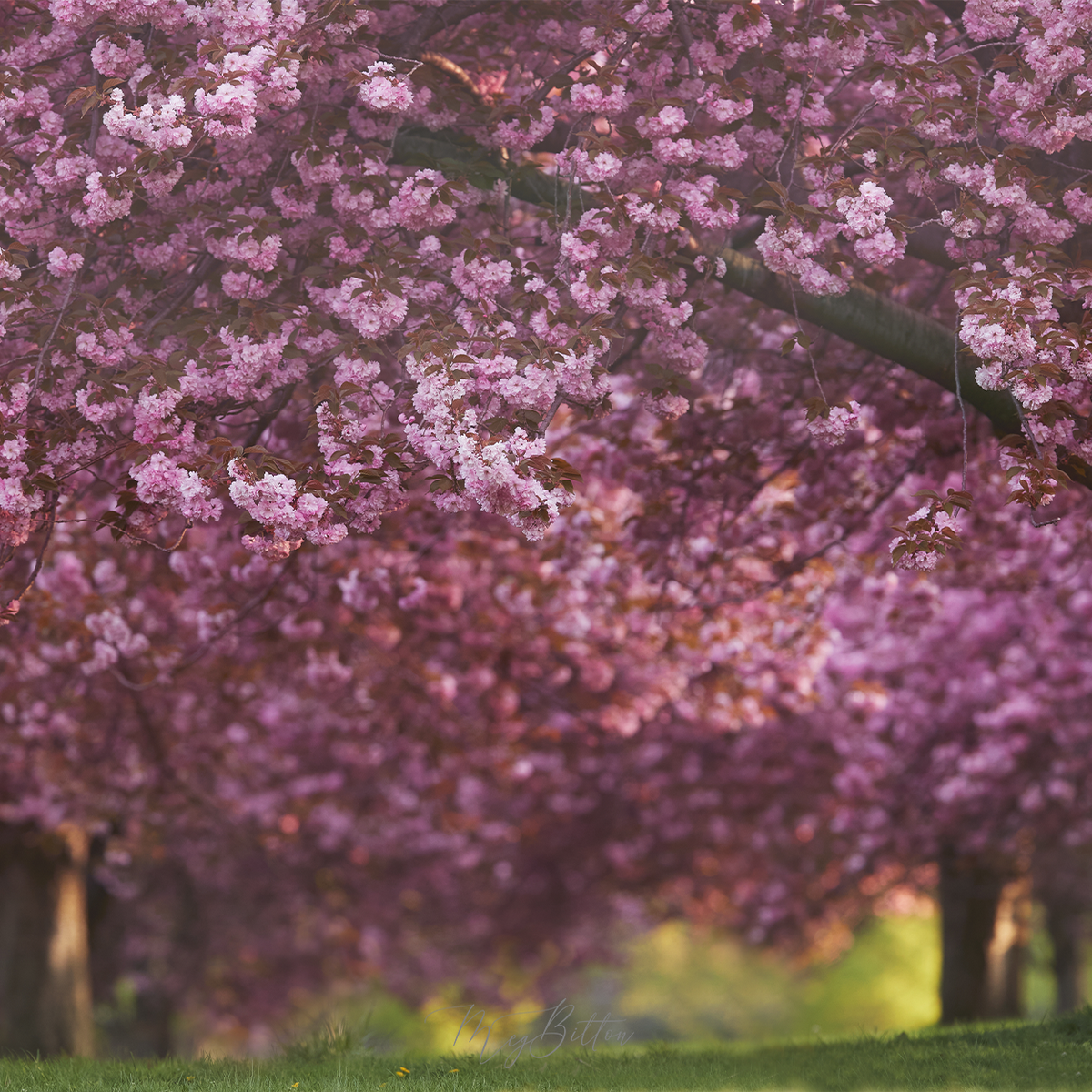 Digital Background: Cherry Blossom Sunset - Meg Bitton Productions
