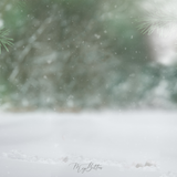 Digital Background: Cozy Snow Pines - Meg Bitton Productions